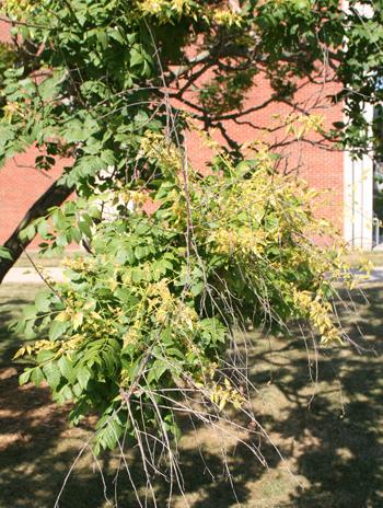 Flower - Panicled Goldenraintree