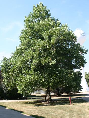 Summer - Yellow Poplar