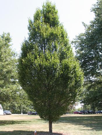 Summer - European Hornbeam