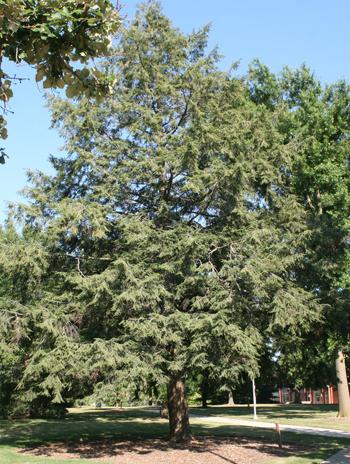 Summer - Canadian Hemlock